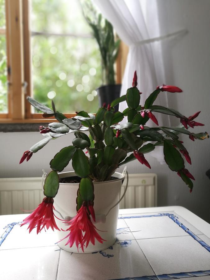 Garden Mellan Slotten Svarte Dış mekan fotoğraf